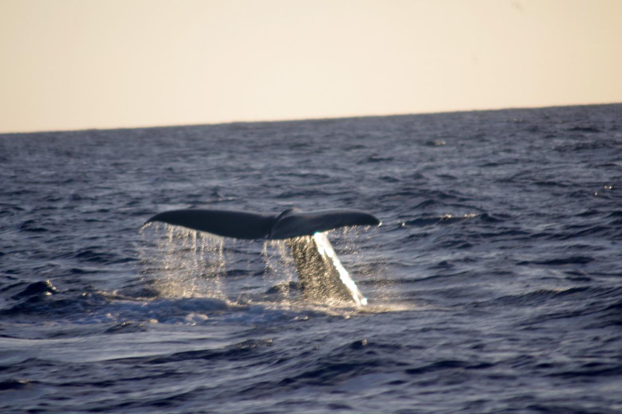 Sur la trace des baleines