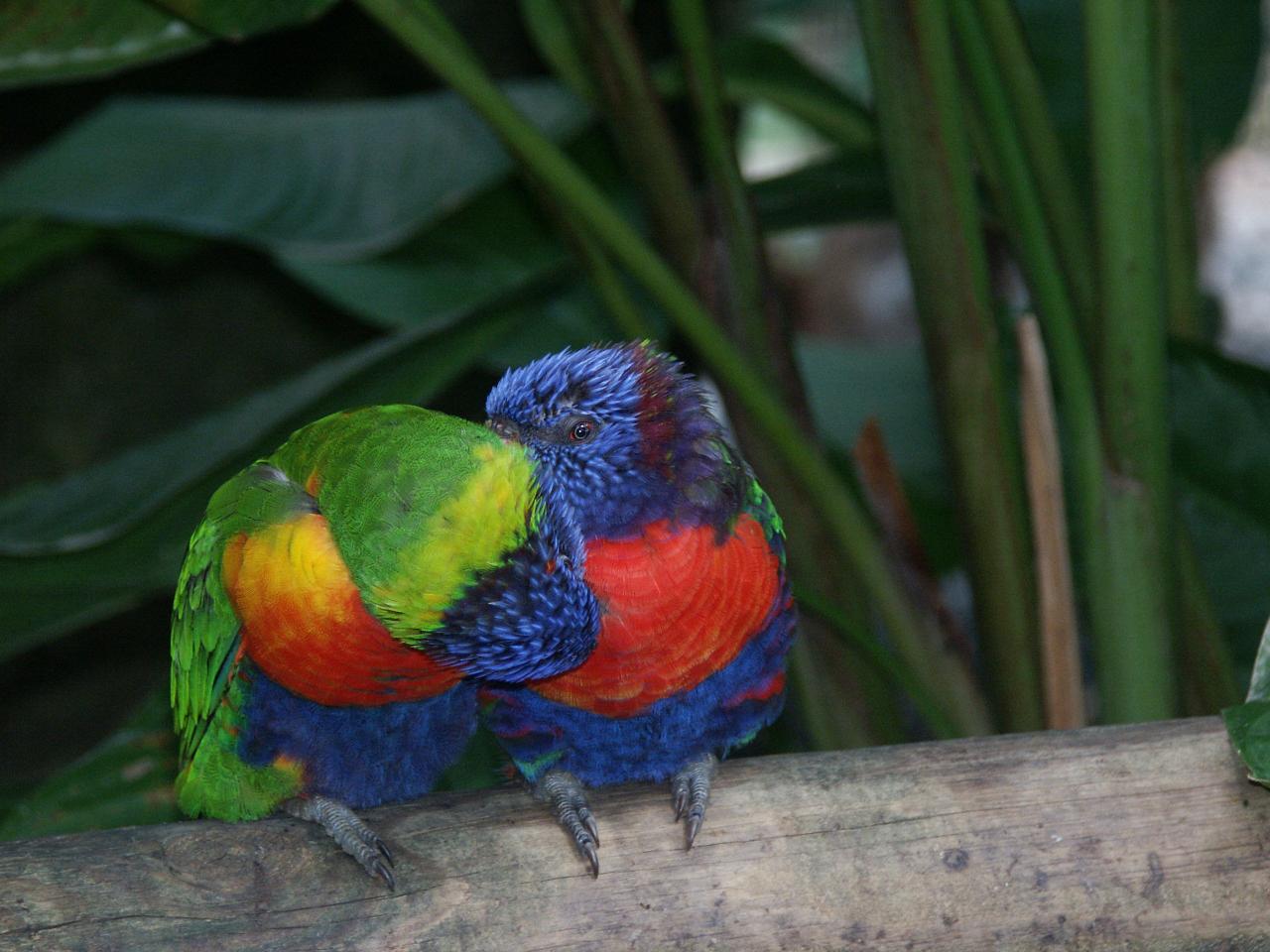perroquets du jardin botanique de Deshaies