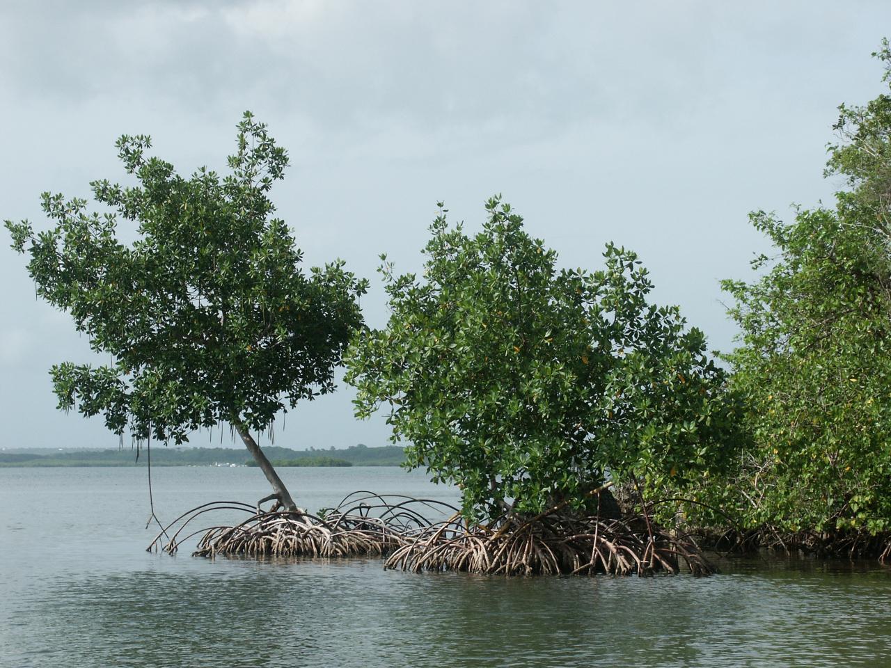 la mangrove du grand cul de sac marin
