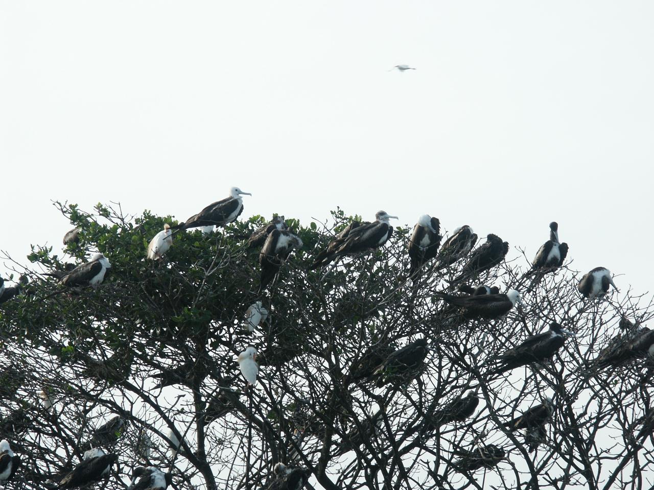 dortoir aux oiseaux dans la mangrove